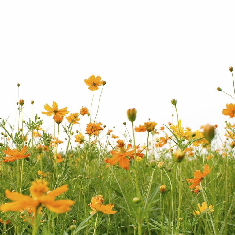 Vanessa Clément ateliers parentalité